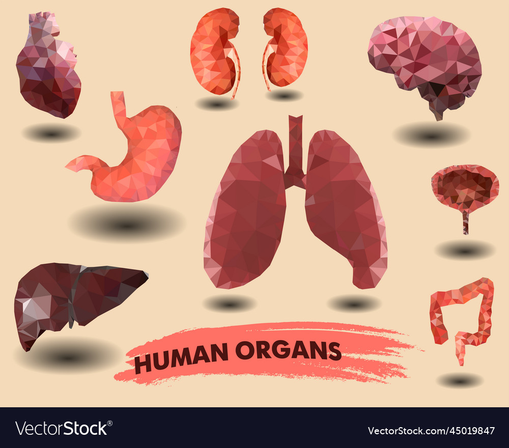 Human internal organs icons set Royalty Free Vector Image