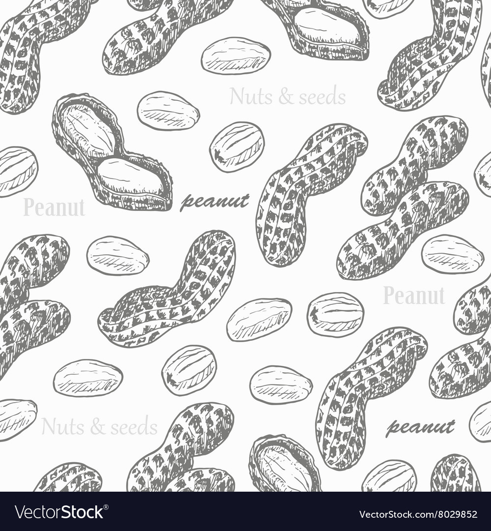 Seamless pattern with peanuts on white background