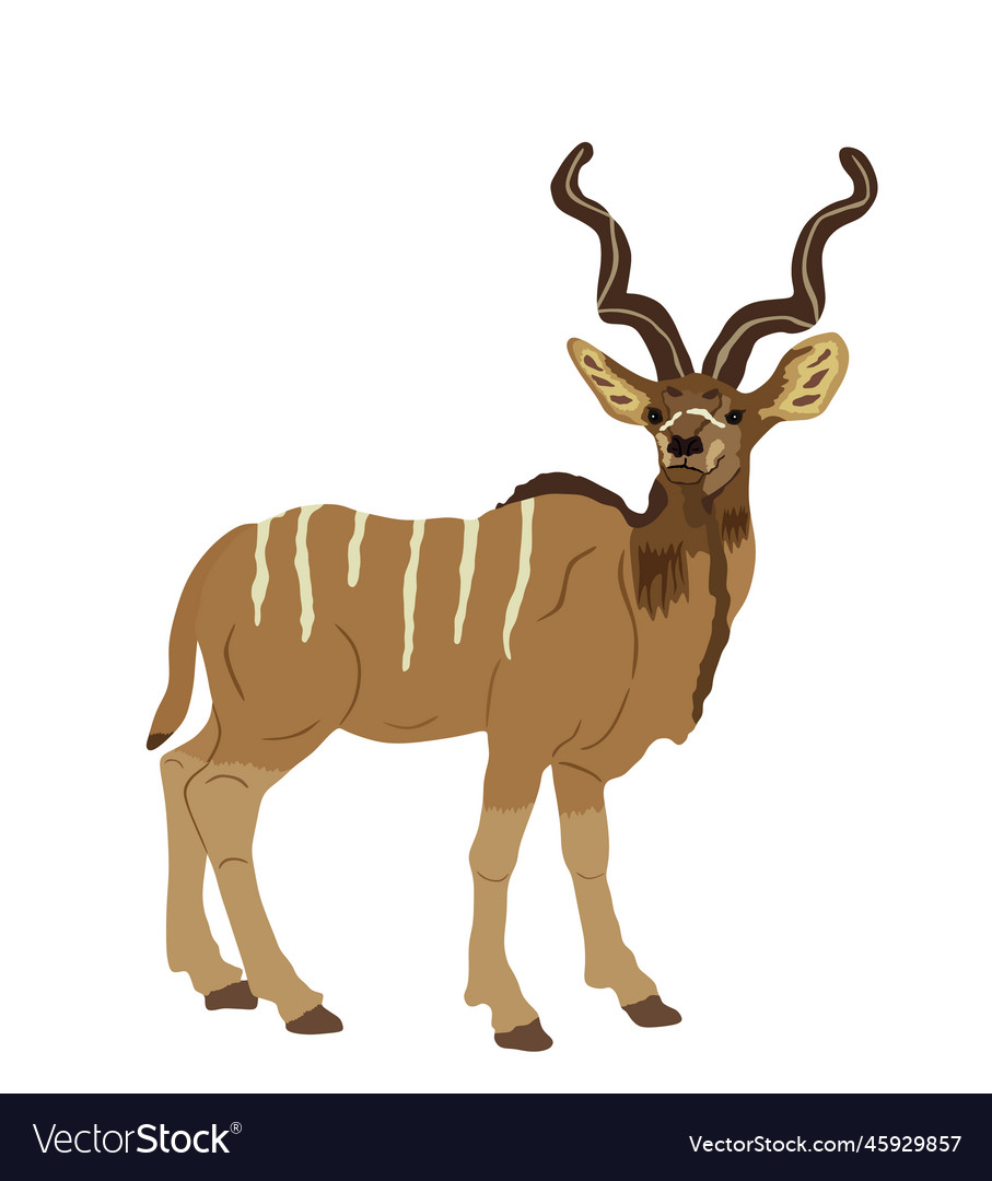 Wild male kudu antelope isolated