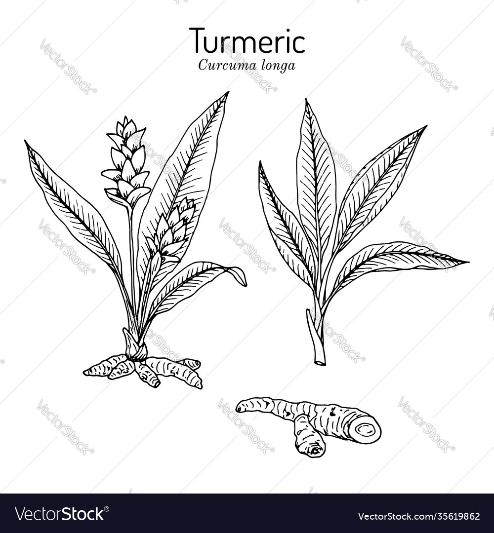 Curcuma zedoaria zedoary white turmeric Royalty Free Vector