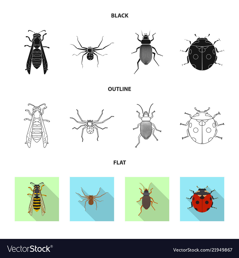 Isolated object of insect and fly symbol set vector image Isolated object of insect and fly symbol set