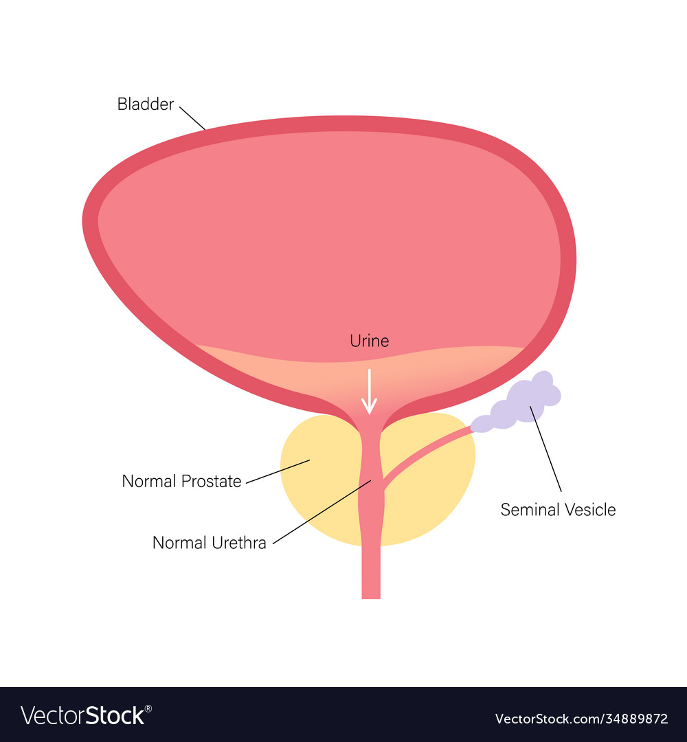 Bph info concept Royalty Free Vector Image - VectorStock