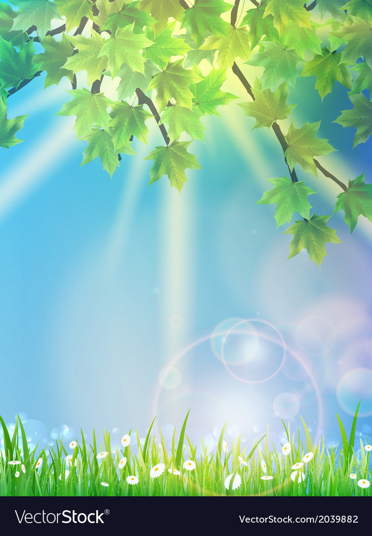 Eco background - green leaves grass bright sun Vector Image