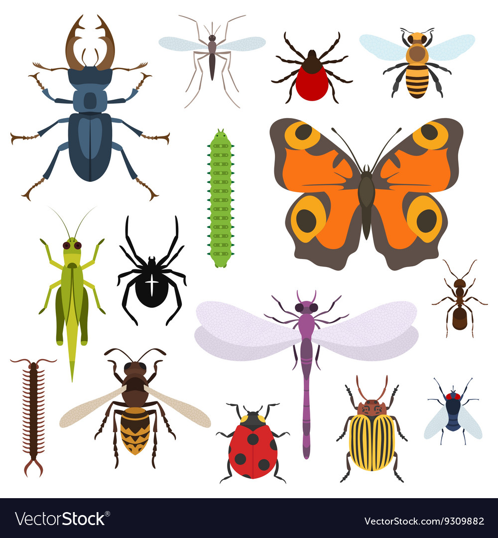 Insects set of icons from top view Royalty Free Vector Image