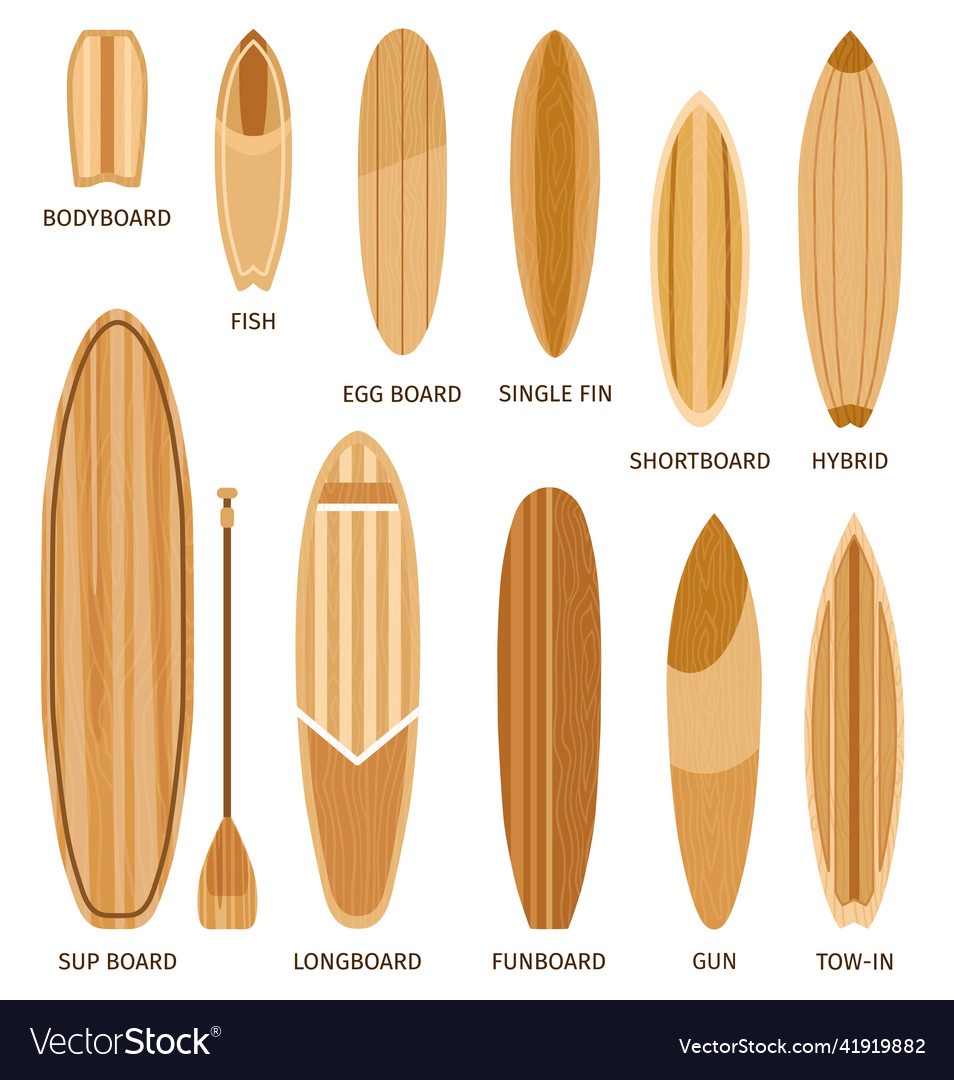 Wooden surfboard sizes and types bodyboard Vector Image