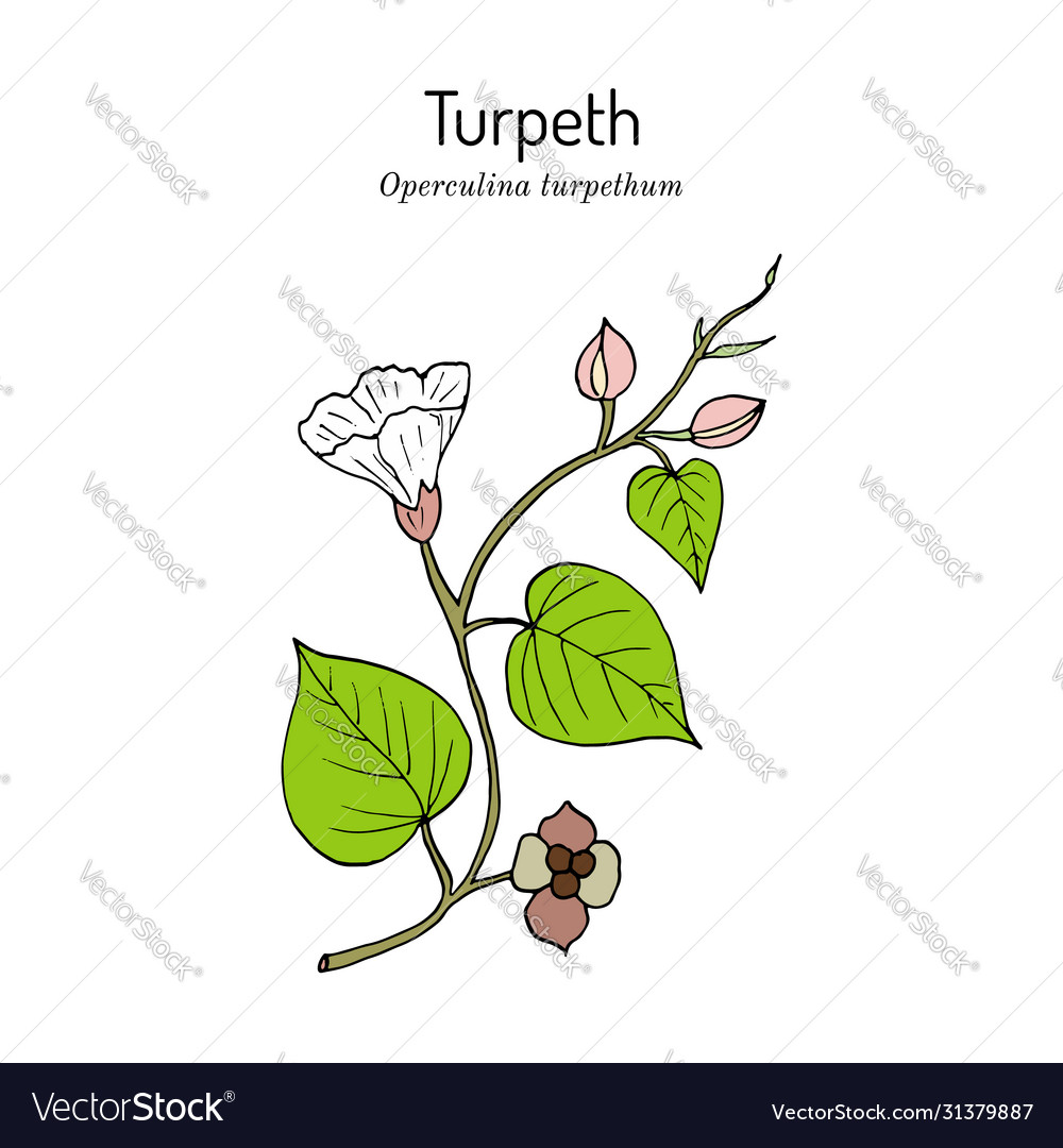 Turpeth operculina turpethum or fue vao st