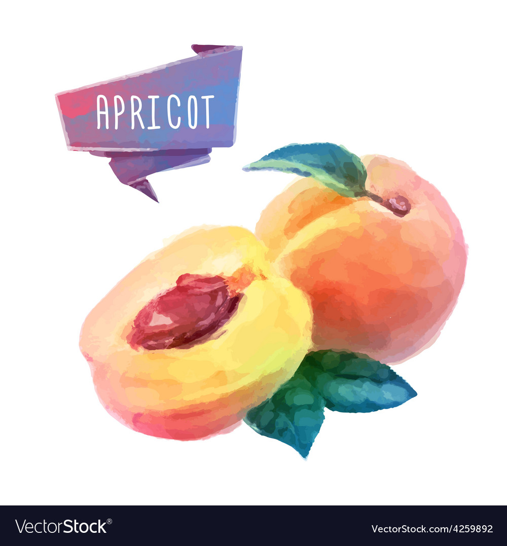 Apricot hand drawn watercolor on a white Vector Image