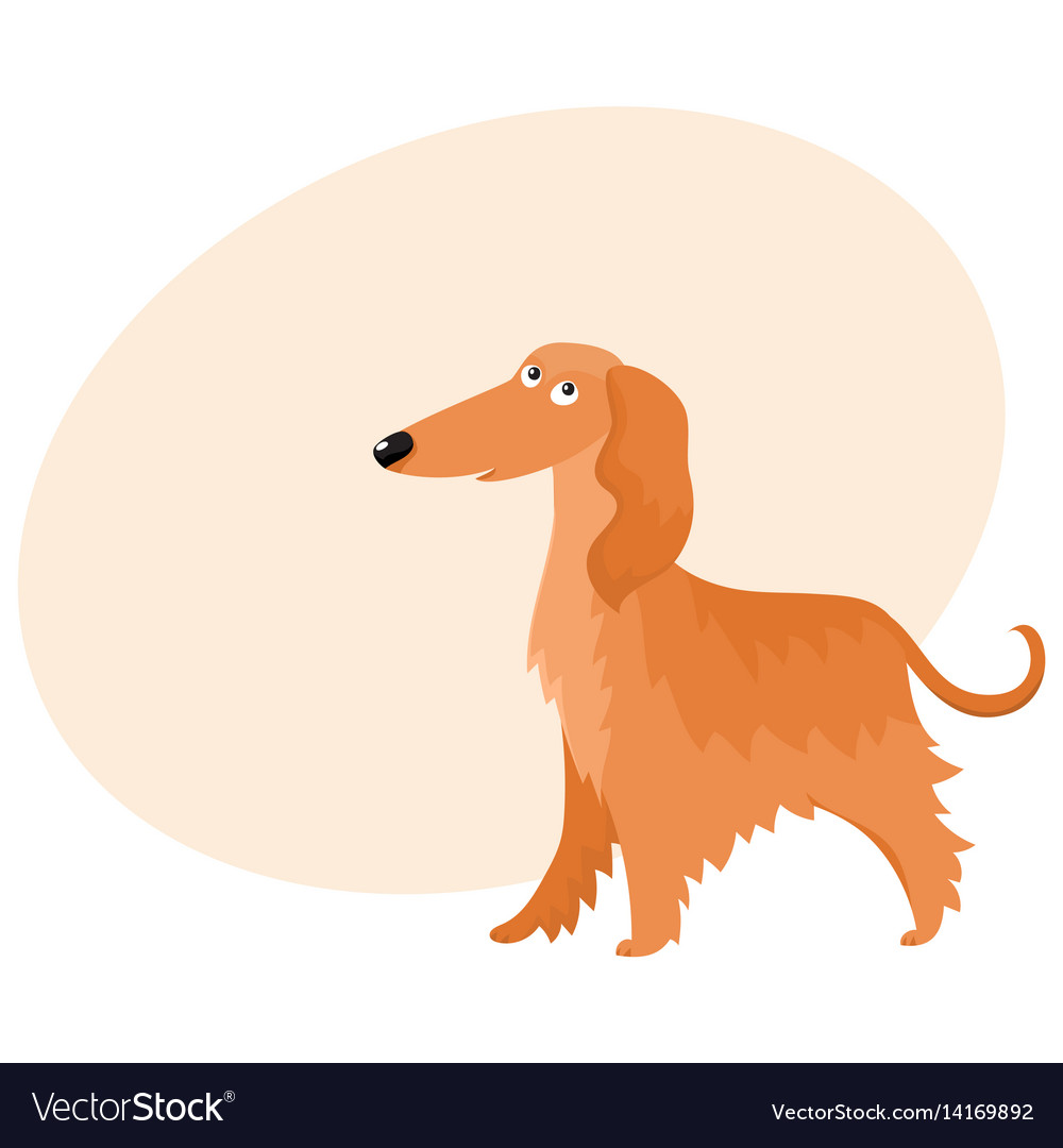 Cute Long Haired Afghan Hound Dog Character Vector Image