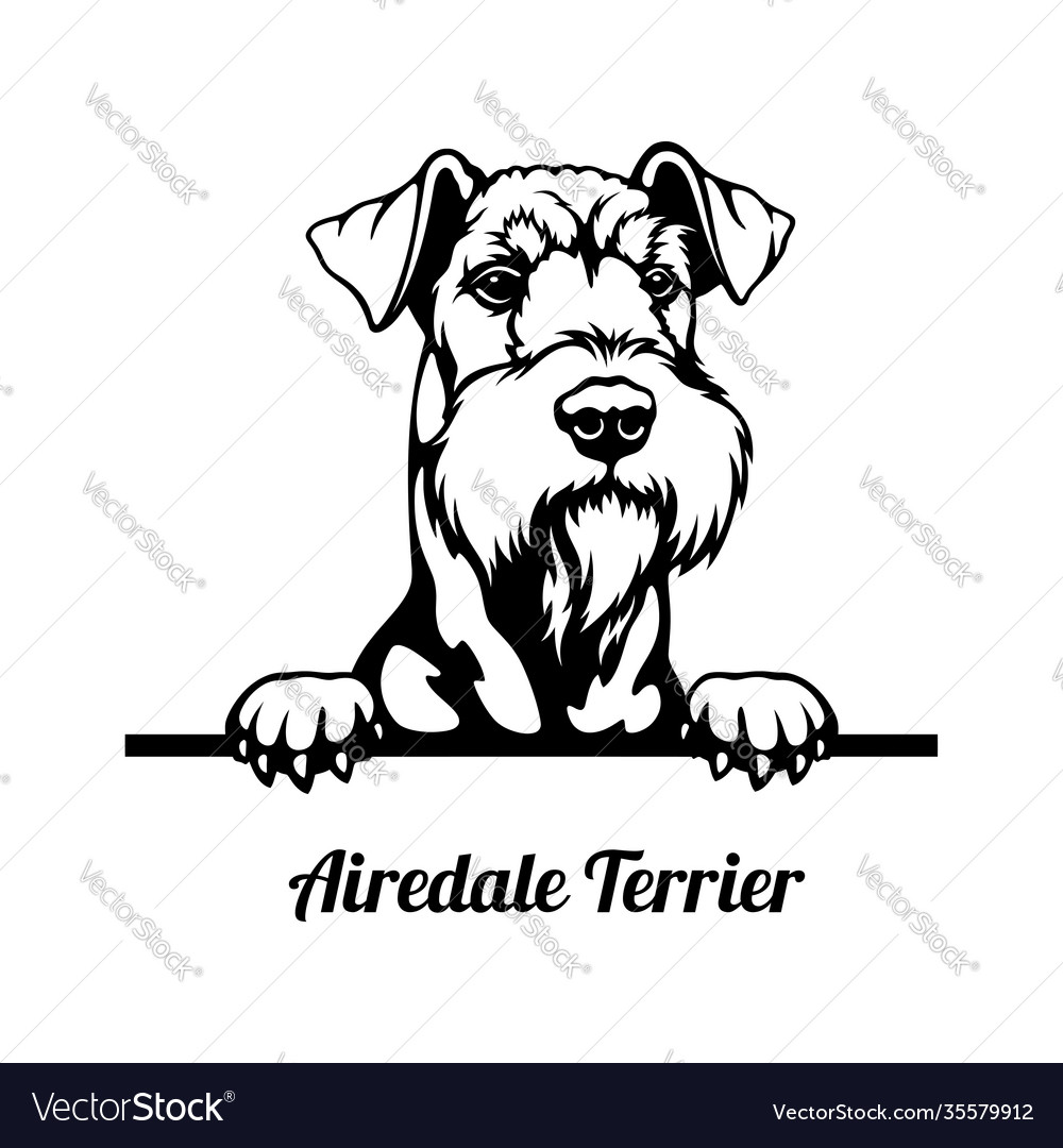 Airedale Terrier Peeking Head