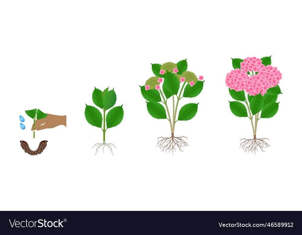 Cycle of growth of pink hydrangea Royalty Free Vector Image