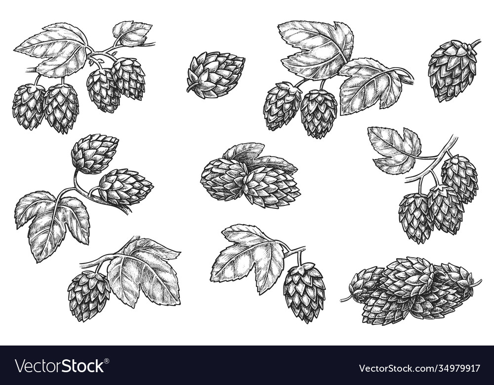 Beer hop branch cone leaf hand drawn sketch set Vector Image