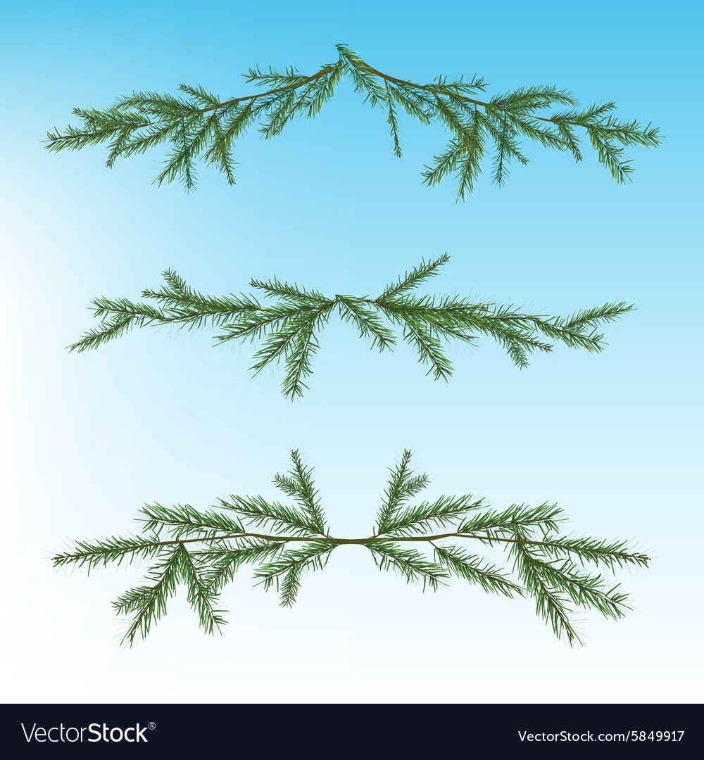 Christmas tree branch Royalty Free Vector Image