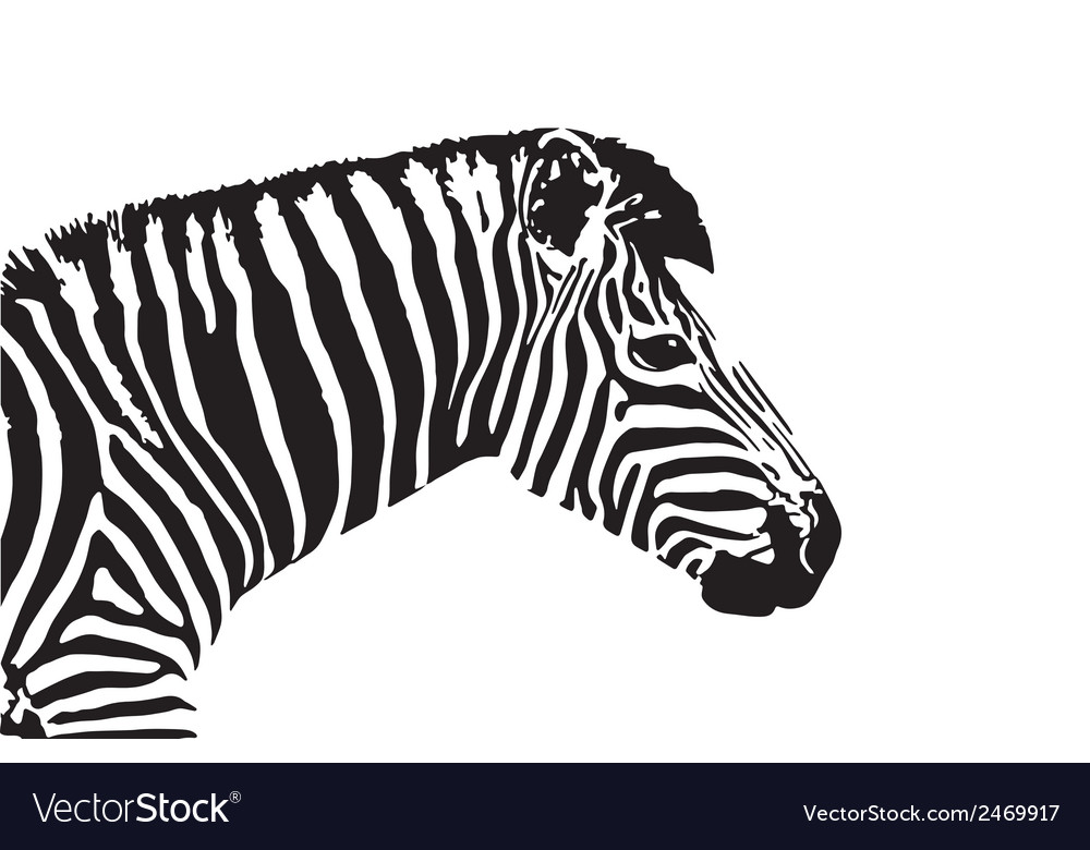Image of an zebra head