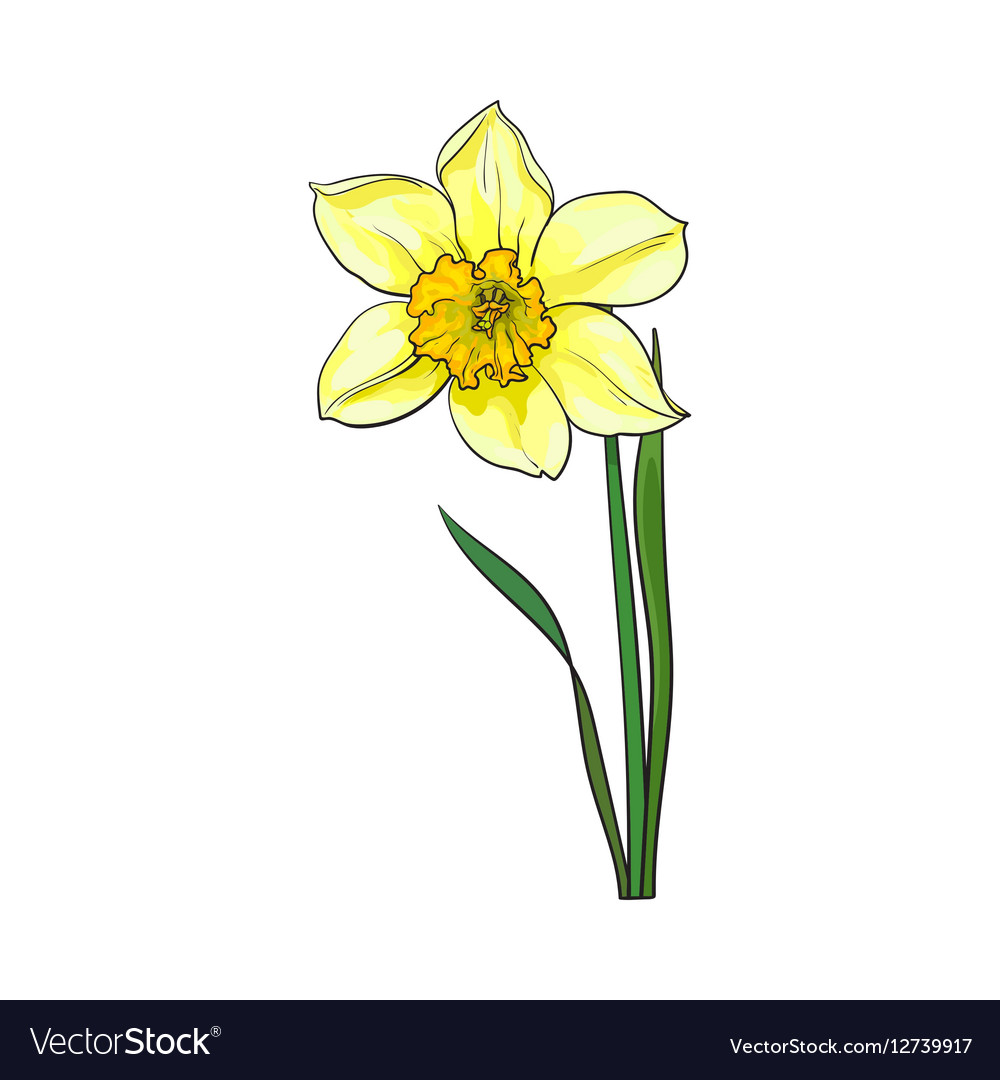 Single Yellow Daffodil Narcissus Spring Flower Vector Image 