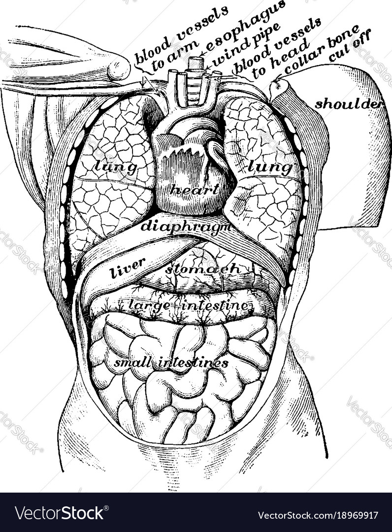View of organs from the front vintage