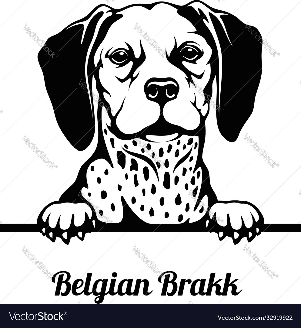 Belgischer Brakk - Peeking Hunde Rasse Gesichtskopf vector image Belgischer Brakk - Peeking Hunde Rasse Gesichtskopf