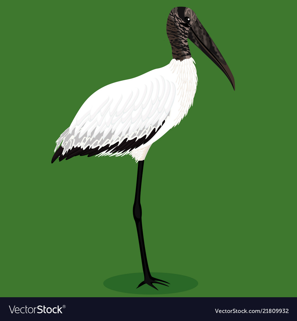 Wood stork cartoon bird