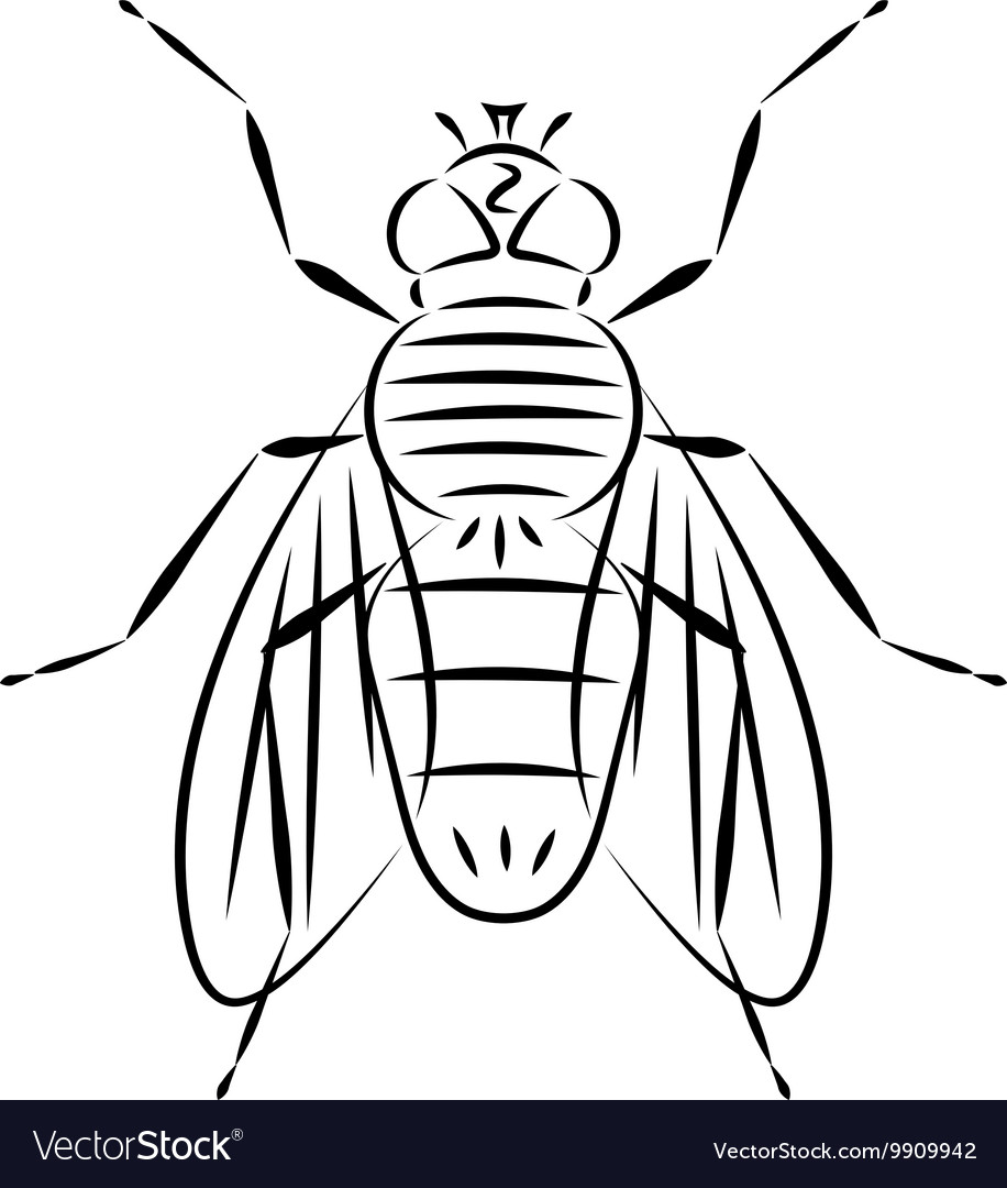 Doodle hand drawn fly Royalty Free Vector Image