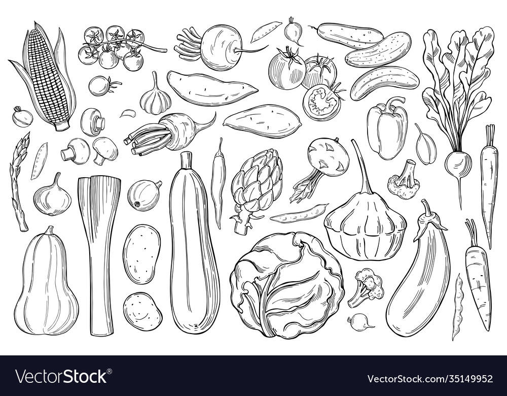 Background with hand drawn vegetables sketch Vector Image