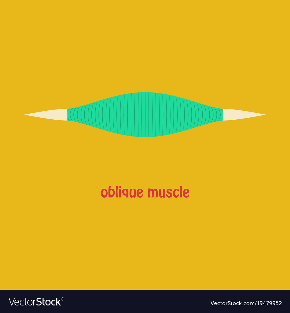 Flat external oblique muscles of chest thorax