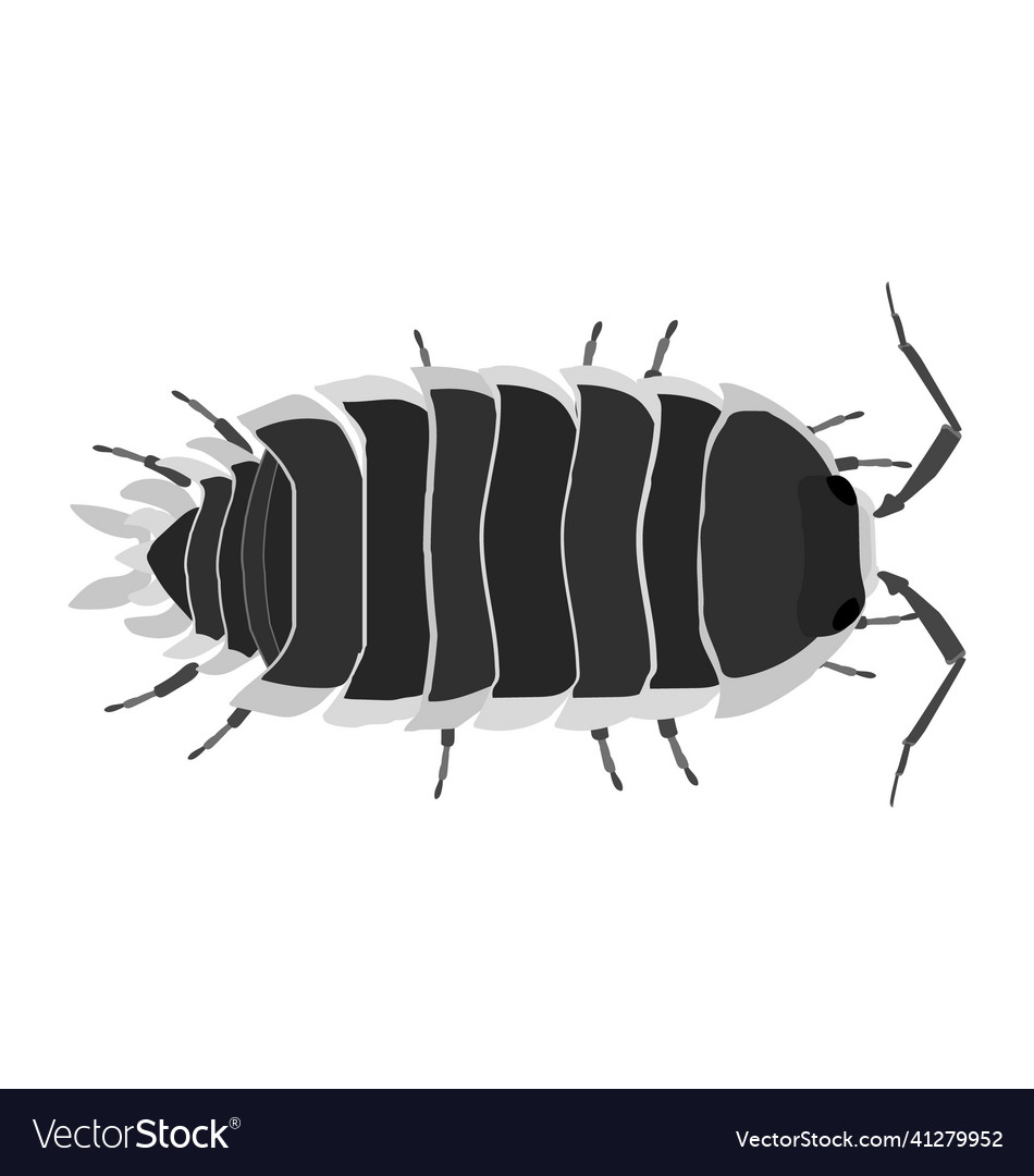 Porcellio flavomarginatus - isopod - dorsal view