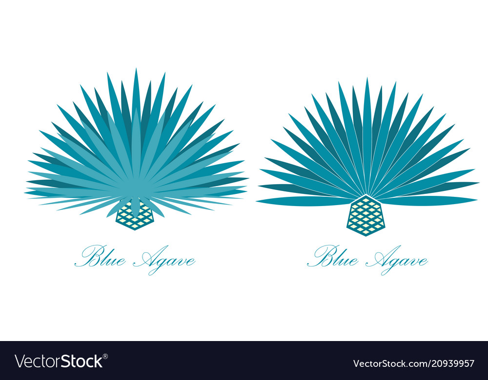 Blue agave or or tequila agave plant set Vector Image