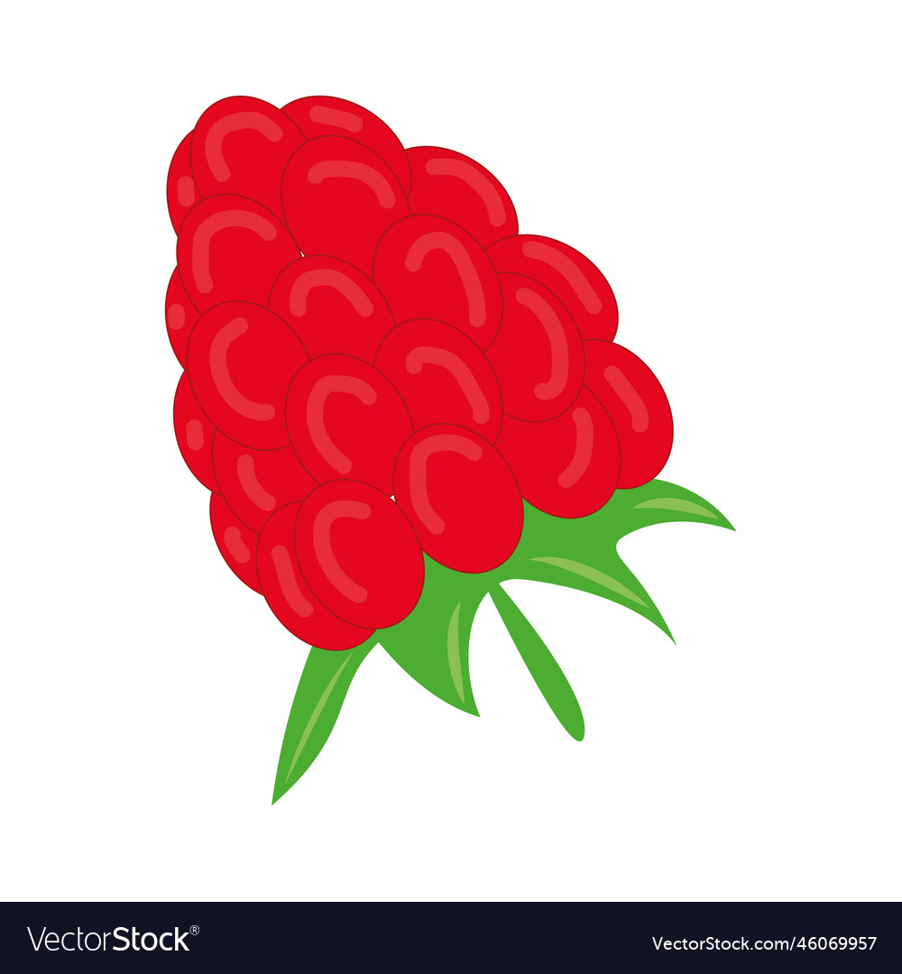 Raspberry Berry Close-Up