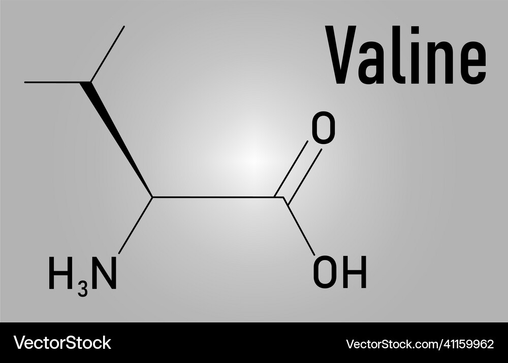 Valine amino acid molecule skeletal formula Vector Image