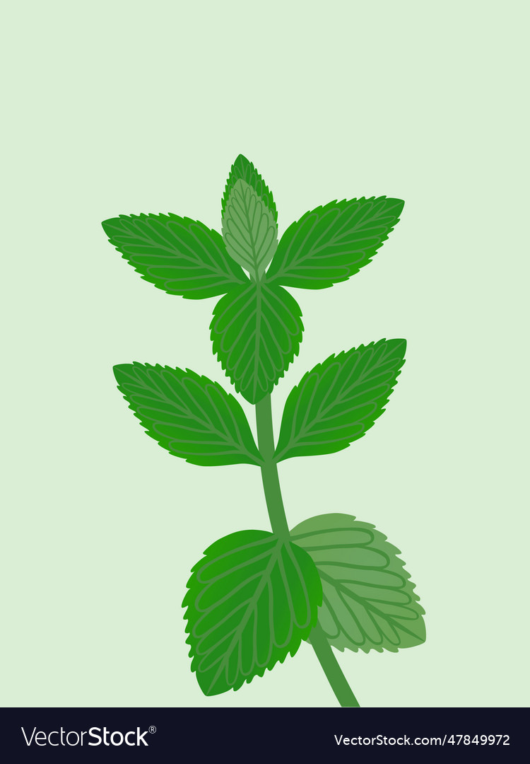 Fresh peppermint leaves Royalty Free Vector Image