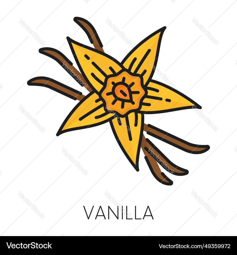 Vanilla flavoring orchids flower cinnamon sticks Vector Image