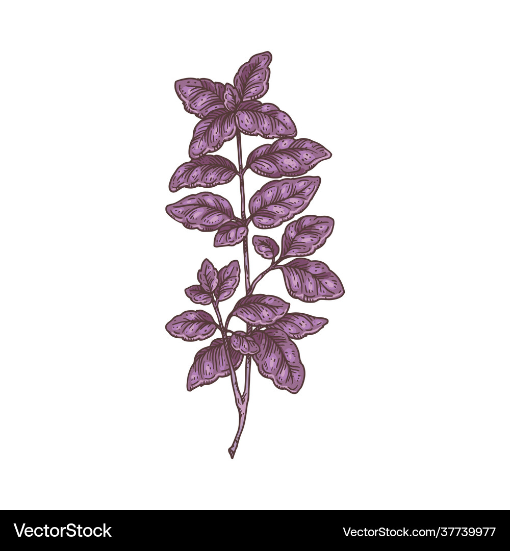 Botanical image fresh purple basil engraving Vector Image