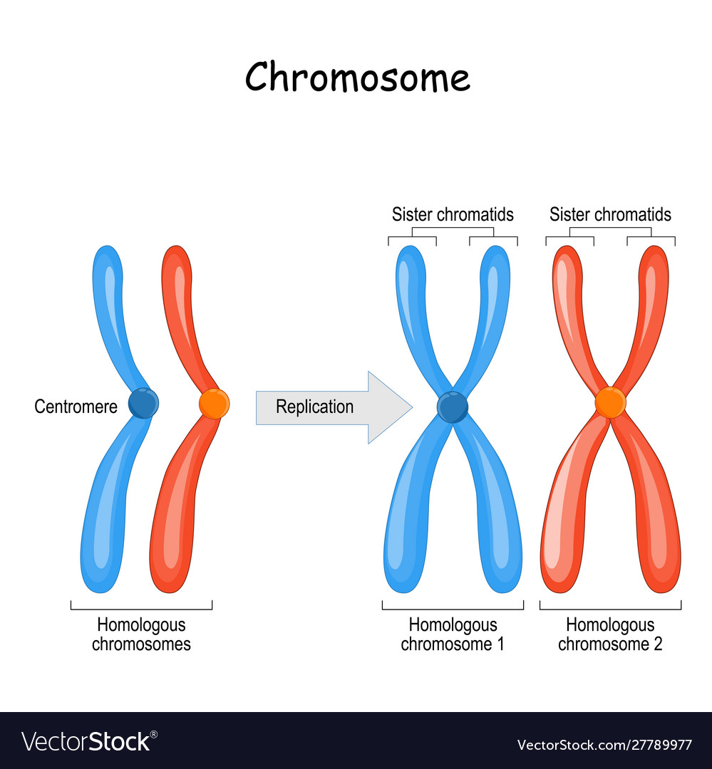 difference-between-homologous-chromosomes-vector-image