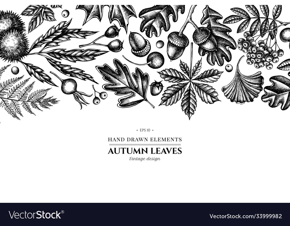 Design with black and white fern dog rose rowan Vector Image