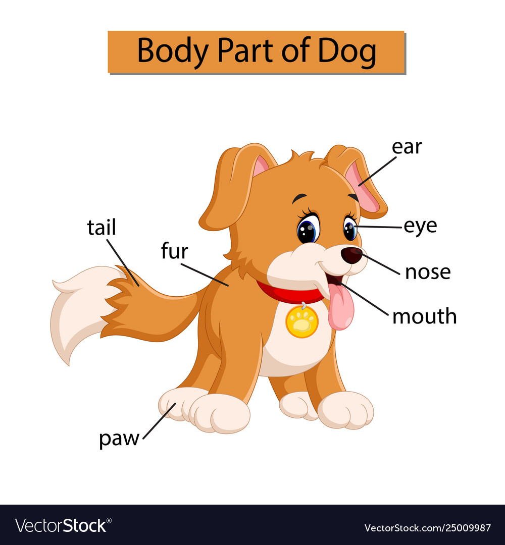 what are the different parts of a dog