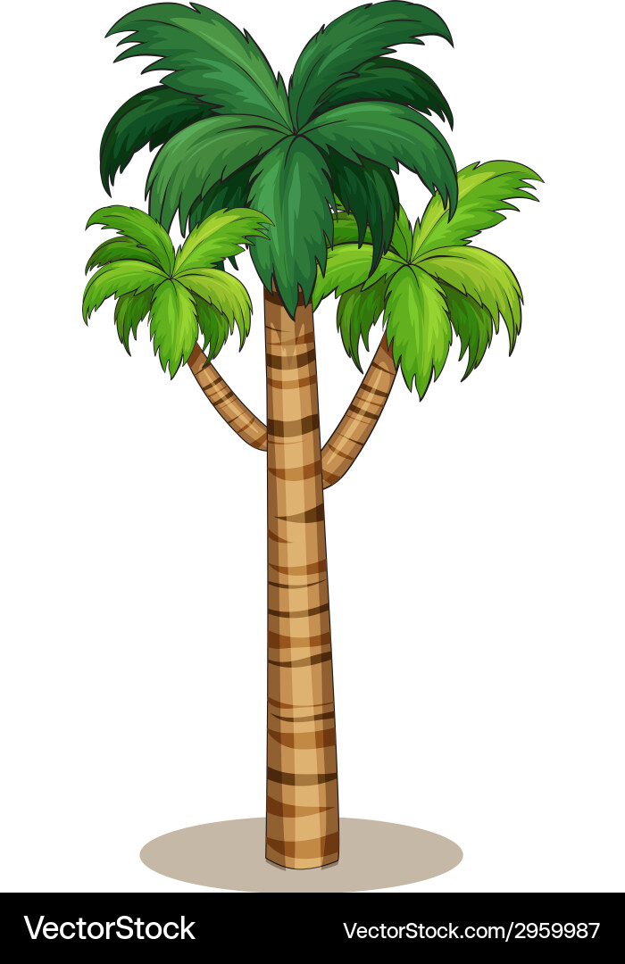 Palm tree Royalty Free Vector Image - VectorStock