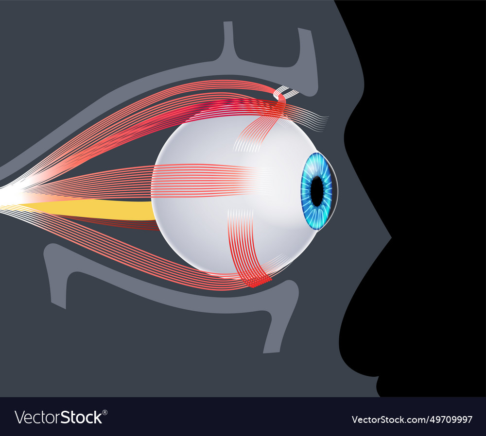 Extraocular muscles anatomy