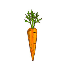 Anatomy diagram parts carrot plant with root Vector Image