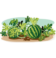 Watermelon Vector Images (over 45,000)