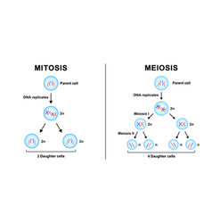 Meiosis phases Royalty Free Vector Image - VectorStock