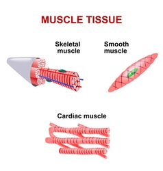 Muscle Vector Images (over 100,000)