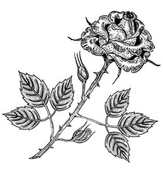 Rose in the style of black and white engraving Vector Image