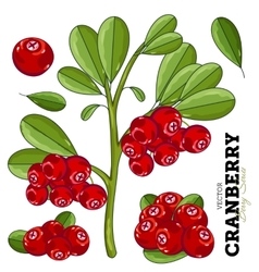 Cranberry Set Royalty Free Vector Image - Vectorstock