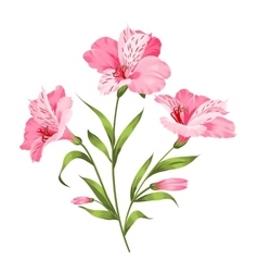 Alstromeria branch isolated on white Royalty Free Vector