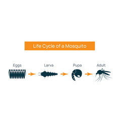 Mosquito life cycle insect water breeding egg Vector Image