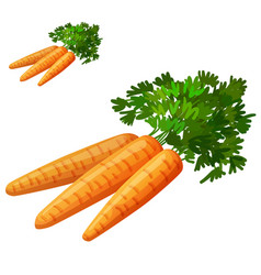 Carrots Royalty Free Vector Image - VectorStock