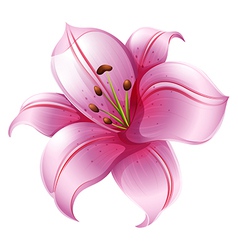 An orange lily flower Royalty Free Vector Image