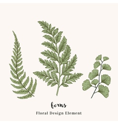 Botanical Fern Drawing Vector Images Over 2 900