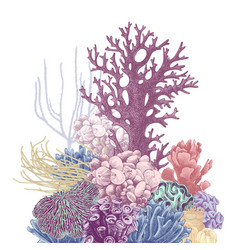 Cartoon Coral Drawing Vector Images (over 4,700)