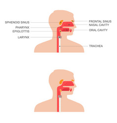 Nose throat anatomy Royalty Free Vector Image - VectorStock