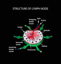 Anatomical structure lymphocyte cell blood Vector Image